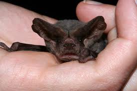 Mexican Free-tailed Bat.  Small, but well-aimed.