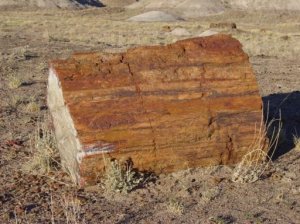 petrified wood!